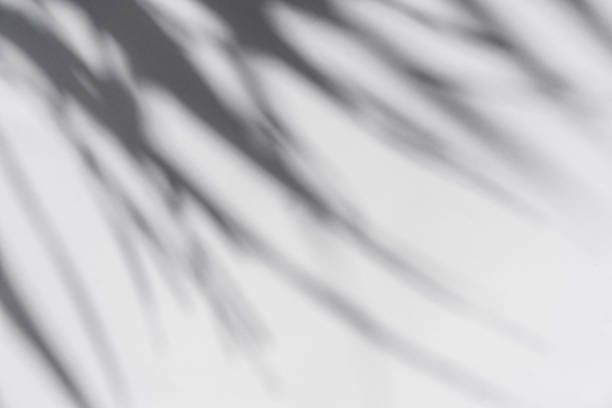 istock Shadow of palm leaves sway in the wind on white background 1491859415