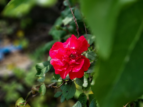 Close-up of a side view of a beautiful red flower against a blurred background of leaves.