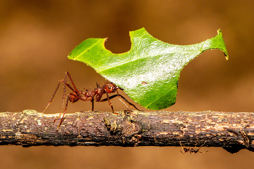 Leaf Cutter Ant carrying leaf to nest