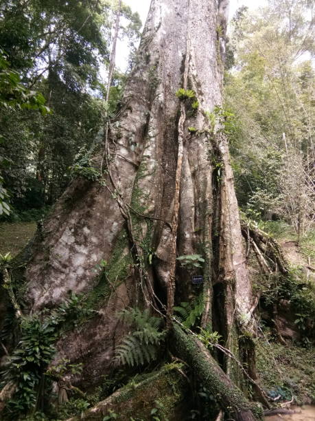 istock Big tree in the forest, Thailand 1491861357