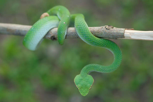 istock Reptilian and Amphibian World 1491861787