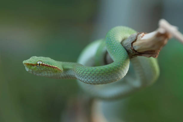 istock Reptilian and Amphibian World 1491861790