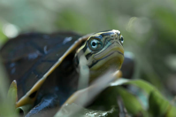 istock Reptilian and Amphibian World 1491861802