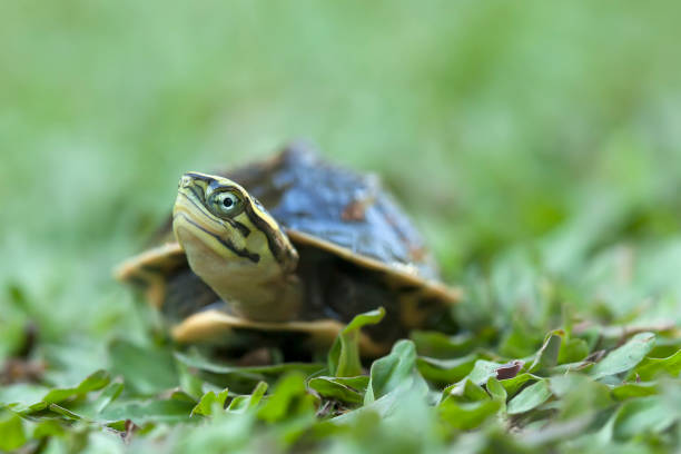 istock Reptilian and Amphibian World 1491861805