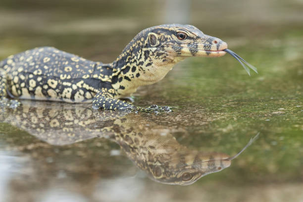 istock Reptilian and Amphibian World 1491862763
