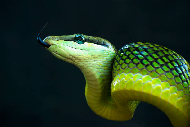 istock Reptilian and Amphibian World 1491862765