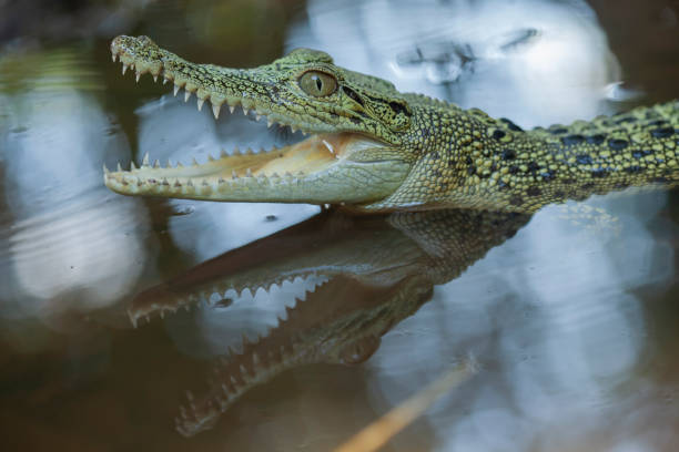 istock Reptilian and Amphibian World 1491863676