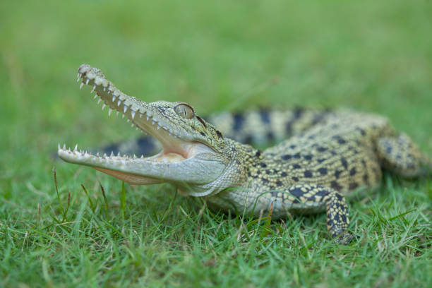 istock Reptilian and Amphibian World 1491863685