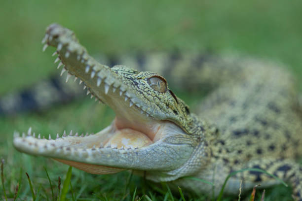 istock Reptilian and Amphibian World 1491863699