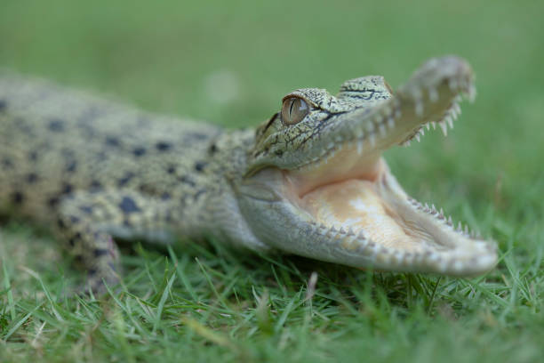 istock Reptilian and Amphibian World 1491863718