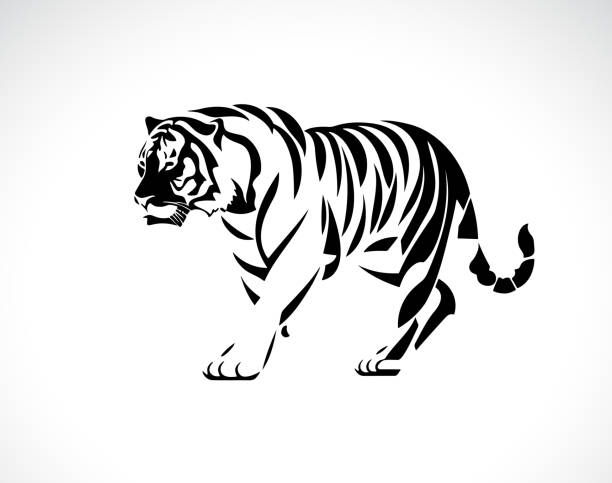 вектор тигра на белом фоне. дикие животные. легко редактируемая многослойная векторная иллюстрация. - undomesticated cat white background pattern isolated stock illustrations