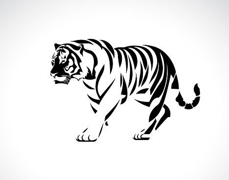 Vector of tiger on white background. Wild Animals. Easy editable layered vector illustration.