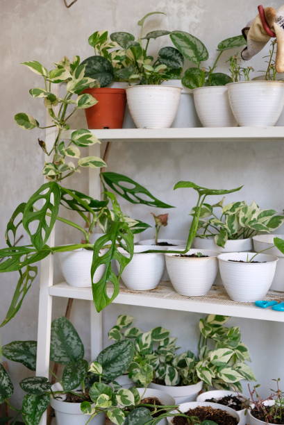 istock Different beautiful outdoor plants at home. 1491864953
