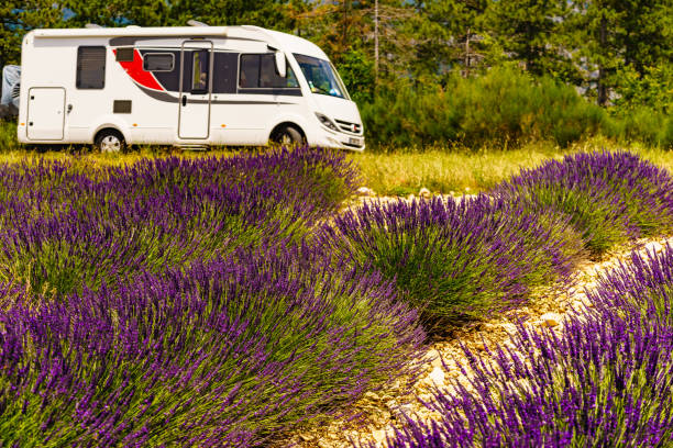 istock Caravan camping at lavender field, France 1491866125