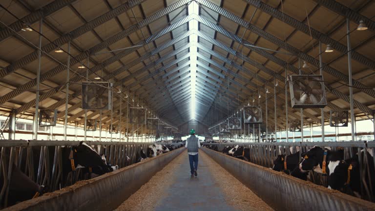 Livestock supervisor walk dairy farm facility. Holstein cows eating in feedlots