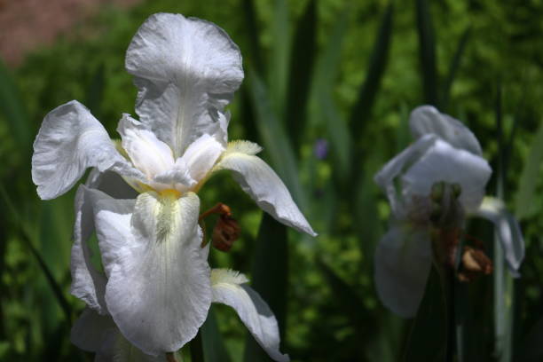 istock White bearded Irises in bloom close-up 1491866803