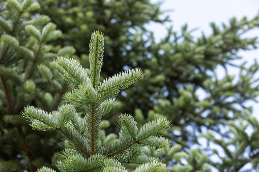 tall fir trees. Abies balsamea. close-up