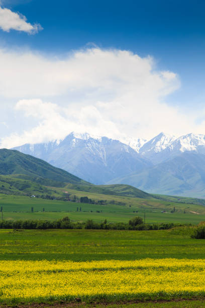 istock Blooming fields against the backdrop of mountains. Beautiful mountain landscape. Blooming summer herbs. Spring landscape. Kyrgyzstan. 1491867588