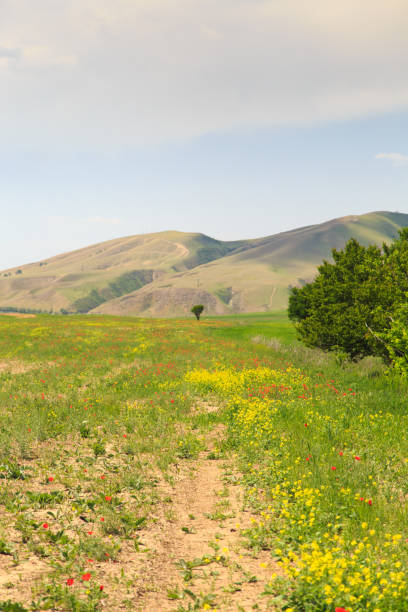 istock Blooming fields against the backdrop of mountains. Beautiful mountain landscape. Blooming summer herbs. Spring landscape. Kyrgyzstan. 1491867603
