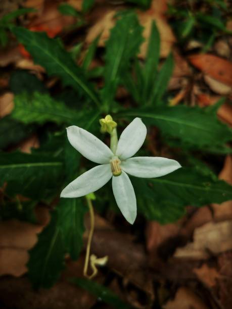 istock Defocused abstract background of a white flower. 1491868324