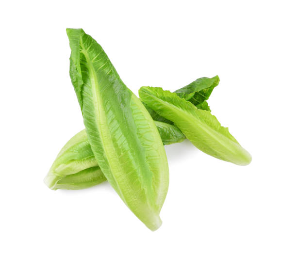 istock Fresh green cos lettuce isolated on white 1491869060