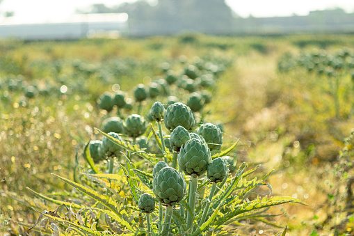 Agricultural activity in Italy and organic farming: artichoke blooming flowers