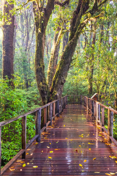 istock Boardwalk past the cloud forest after the rain. 1491876405