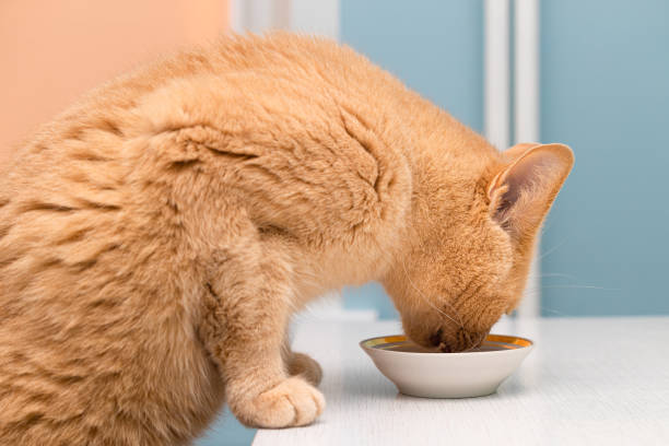 istock domestic cat eats from a bowl on the table. 1491876451