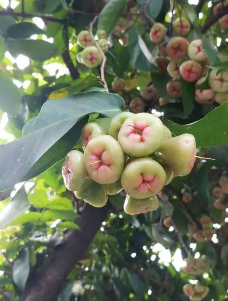Photo of A bunch of green guavas on a tree