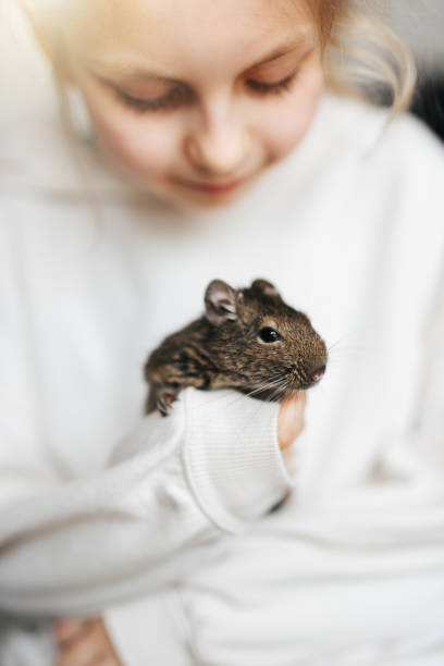 istock Little girl playing with small animal degu squirrel. 1491877643