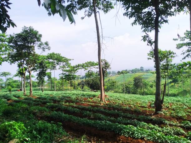 istock Tobacco plantations and several other plants in the vicinity 1491878021