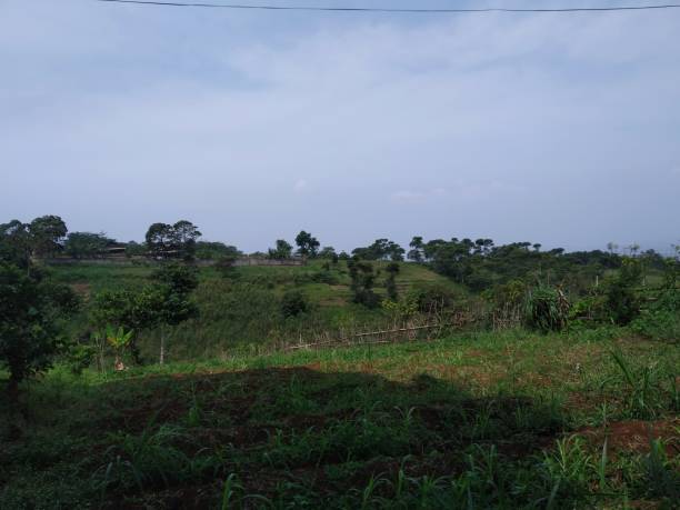 istock Tobacco plantations and several other plants in the vicinity 1491878351