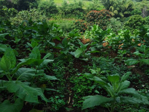 istock Tobacco plantations and several other plants in the vicinity 1491878601