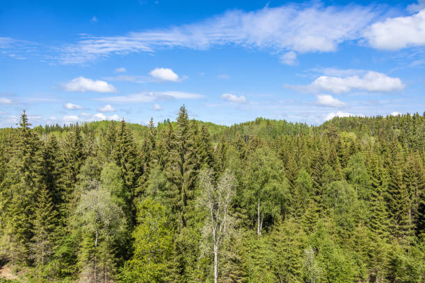 istock View of a coniferous forest on a sunny summer day 1491879182