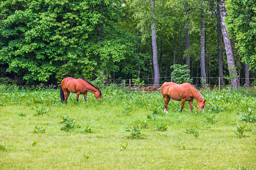 Horses grazing in a pasture by the forest