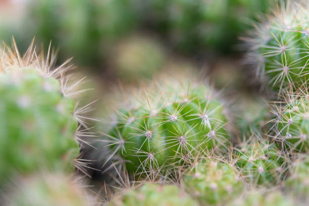 istock Cactus and Cactus flowers popular for decorative 1491879862