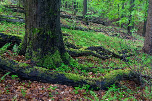 istock moss covered tree in nature reserve, primary forest 1491880411
