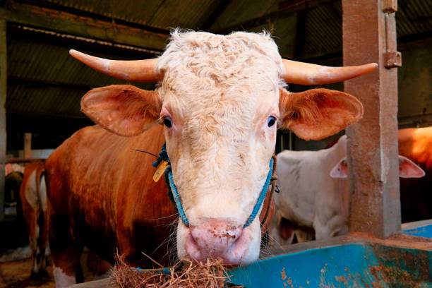 istock Brown cow at cow farm 1491883277