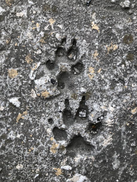 istock footprint animal in stone 1491883462