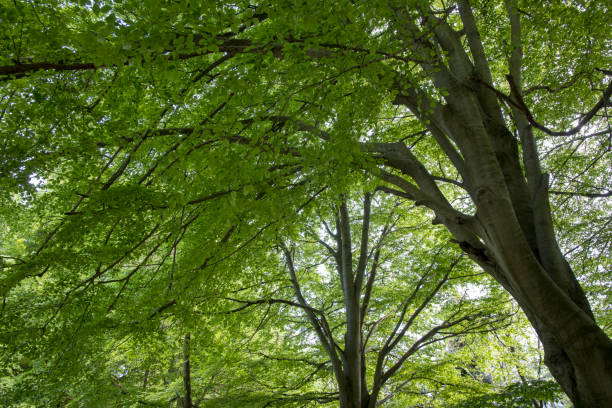 Hardwood forest on a misty day Tree canopy creates shade below the trunks hardwood tree stock pictures, royalty-free photos & images