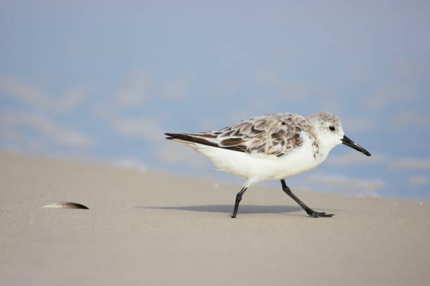 istock Sanderling (Calidris alba) looking for food on the beach. 1491884597