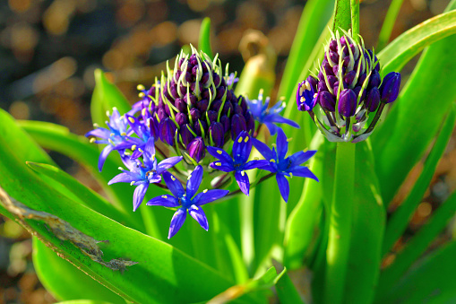 Native to the western Mediterranean region, Scilla peruviana (also called Peruvian scilla, Portuguese squill, Cuban lily, Hyacinth of Peru, Spring bulb etc.) is a bulbous perennial, forming a basal rosette of up to 10 lance-shaped, semi-erect, dark green leaves. In late spring to early summer (April-June), from the center of the rosette, emerges one or occasionally several stalks bearing densely packed conical clusters of blue violet flowers.