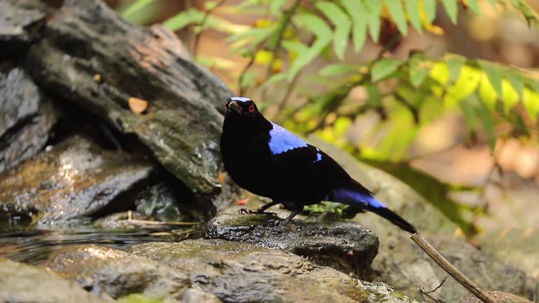 Asian Fairy Bluebird, Irena Puella, Is Found In Malaysia And The Philippines