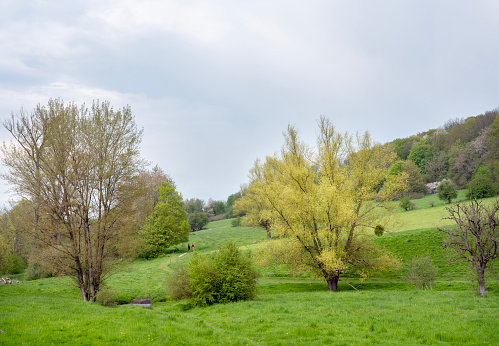 fresh green leaves on trees of gulpdal with hiking trail in spring near slenaken in south limburg
