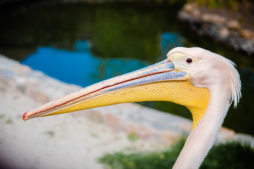 The head of a pink pelican closeup in profile. Exotic bird pelecanus onocrotalus in the zoo.