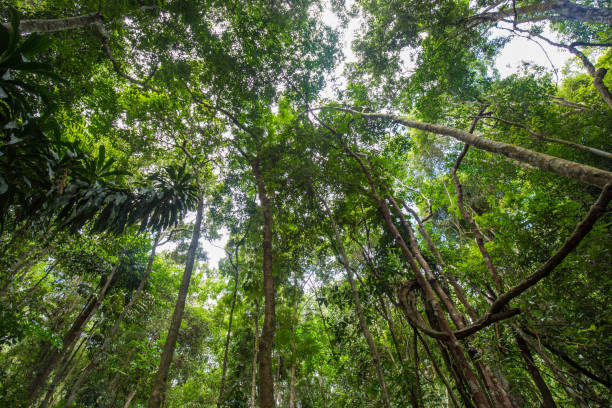 istock Green tropical rainforest uprisen view with sunny day 1491888670