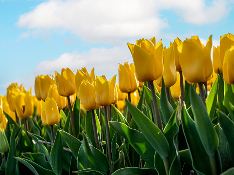 low angle view on yellow tulips in flower field in the spring, Netherlands, at a clear sky, with puffy clouds