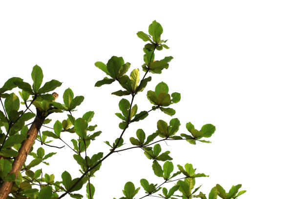 istock Green leaf or branch isolated on white background with clipping path. 1491892512