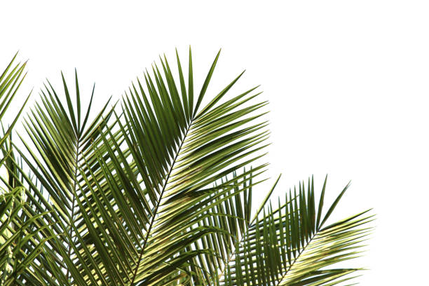istock green coconut leaf or tree branch isolated on white background with clipping path.Selection focus. 1491892560