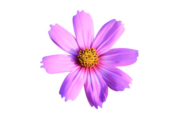 istock pink cosmos flower isolated on white background with clipping path. 1491892666